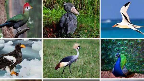 Pájaros de diferentes especies