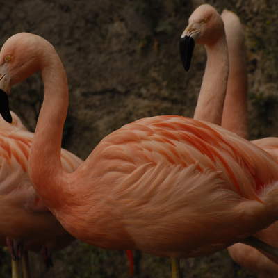 Flamencos