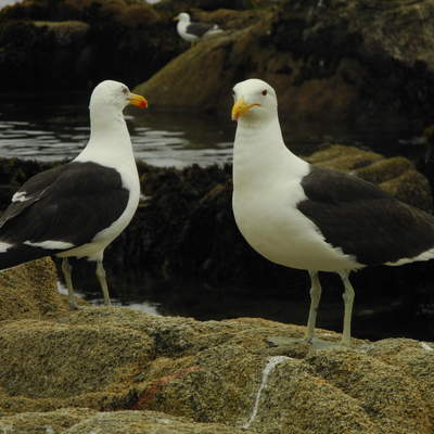 Gaviotas