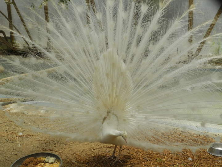 Pavo real blanco