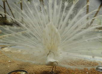 Pavo real blanco