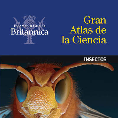 Insectos