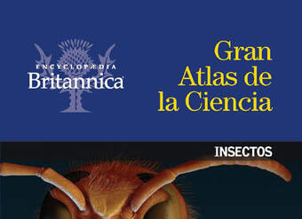 Insectos