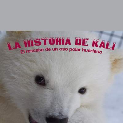 La historia de Kali: El rescate de un oso polar huérfano