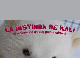 La historia de Kali: El rescate de un oso polar huérfano