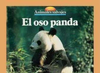 El oso panda