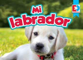 Mi labrador