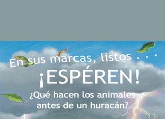 En sus marcas, listos… ¡Espéren! ¿Qué hacen los animales antes de un huracán?