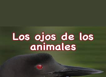 Los ojos de los animales