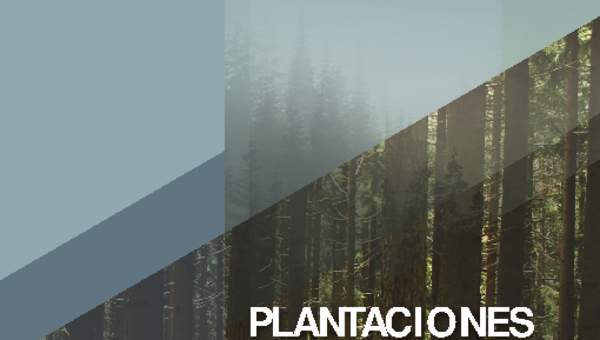 Plantaciones forestales. Más allá de los árboles