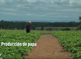 Producción de papa