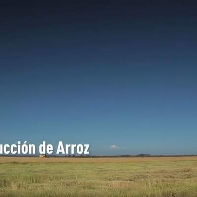 Producción de arroz