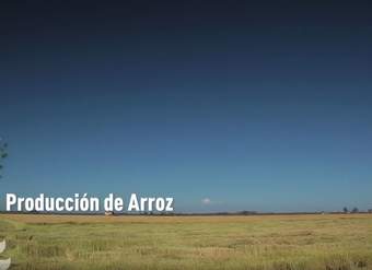 Producción de arroz