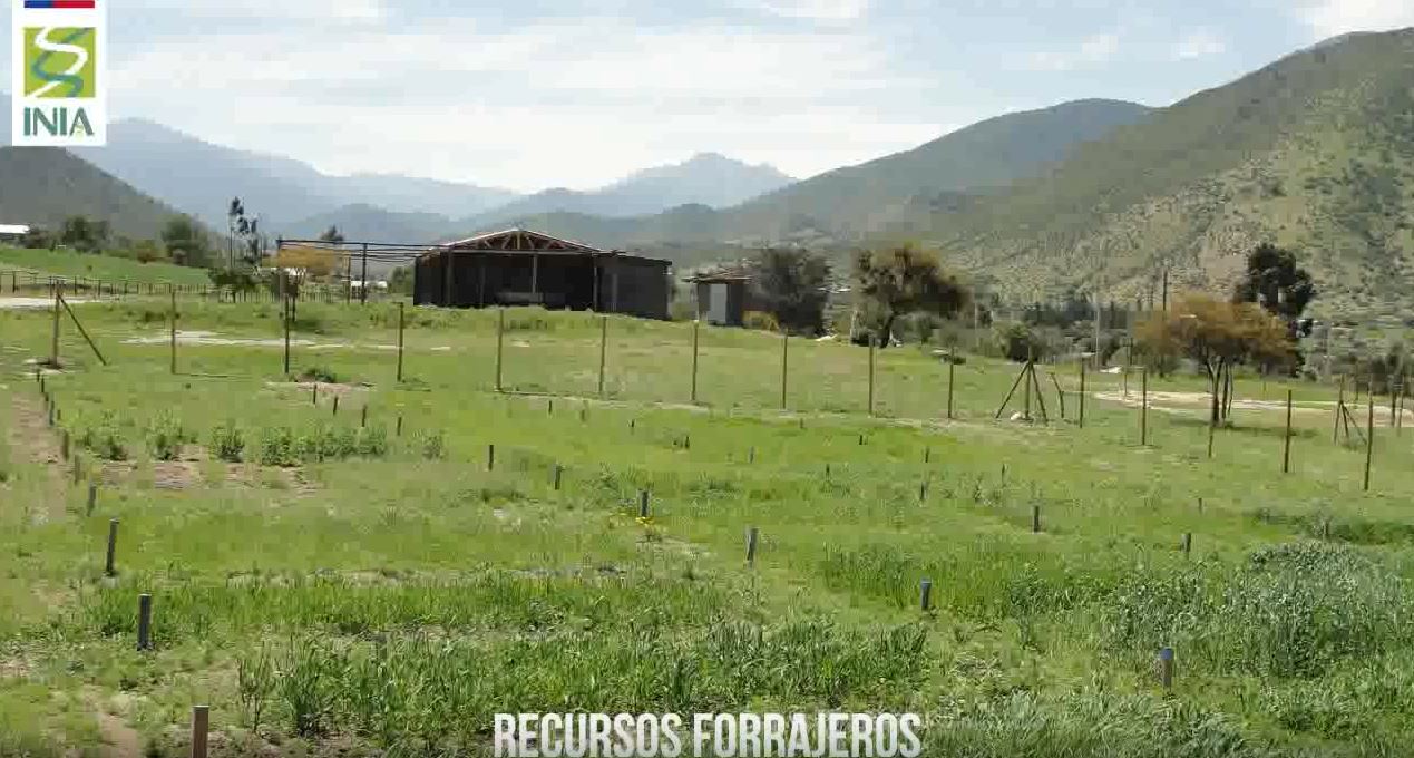 Forrajes para zonas con escasez hídrica