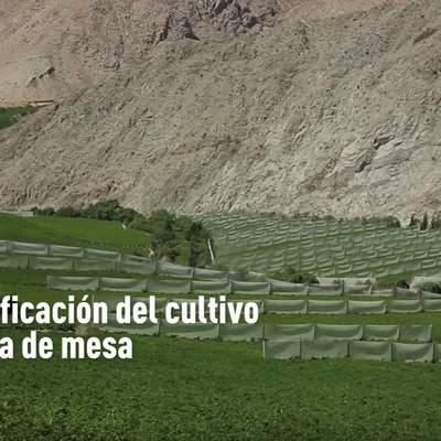 Tecnificación del cultivo de uva de mesa