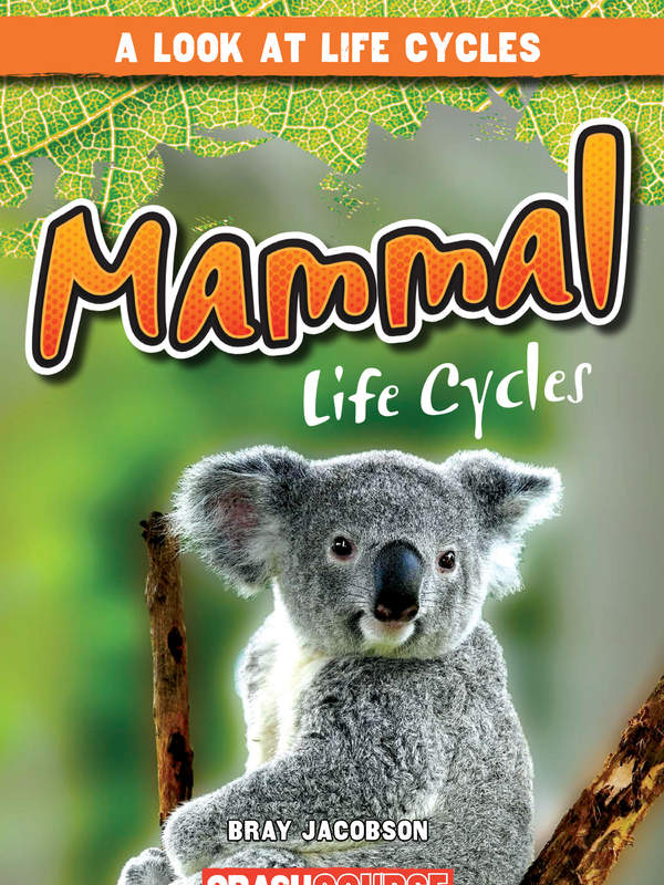 Mammal Life Cycles