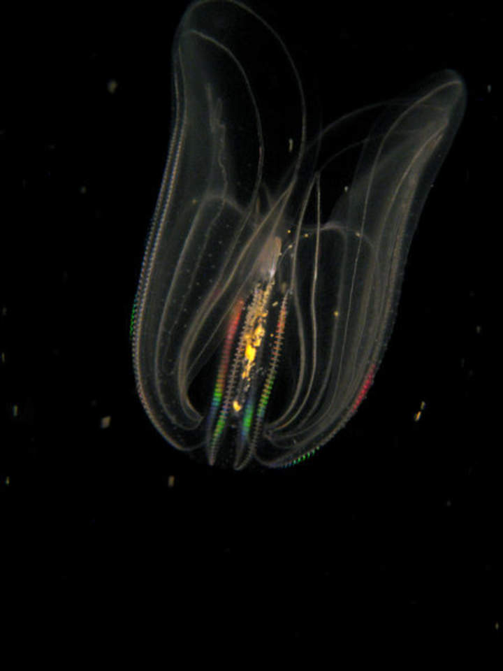 Zonas oceánicas