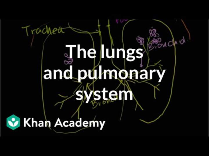 Los pulmones y el sistema pulmonar