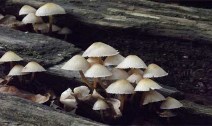 Planet Wild - Hongos