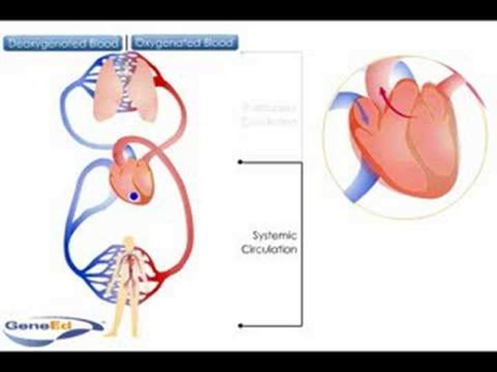 Circulación sistémica y pulmonar