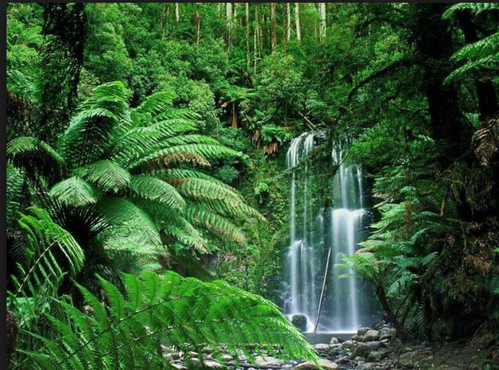 Los biomas tropicales