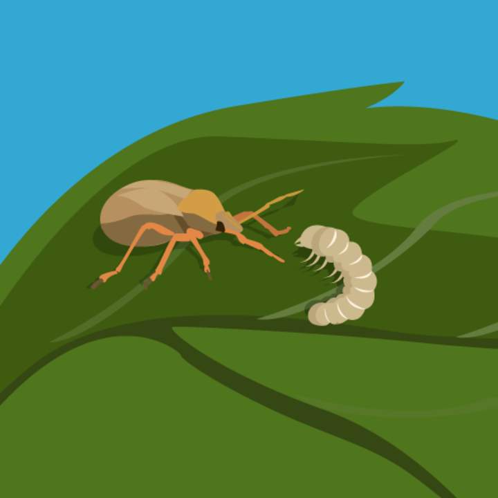 ¡Las larvas son buenas para comer!