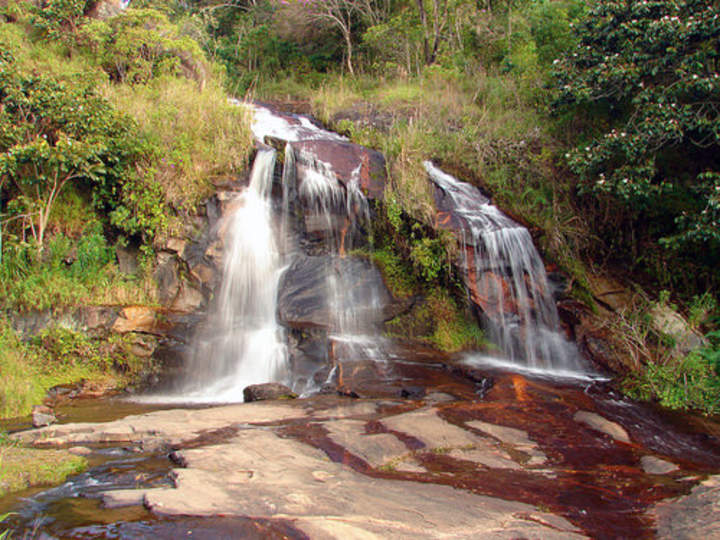 Bosques lluviosos