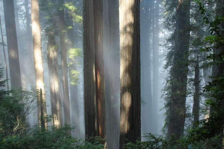 Secuoyas gigantes y niebla