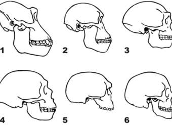 Evolución humana