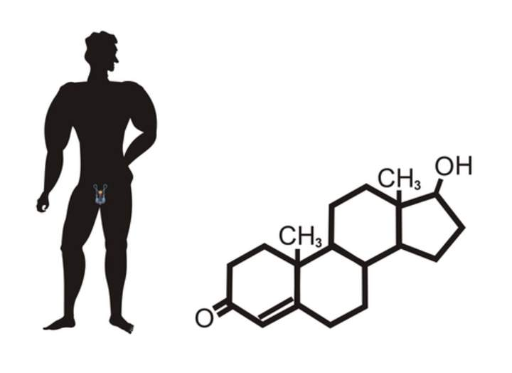 Órganos del sistema reproductor masculino: avanzado