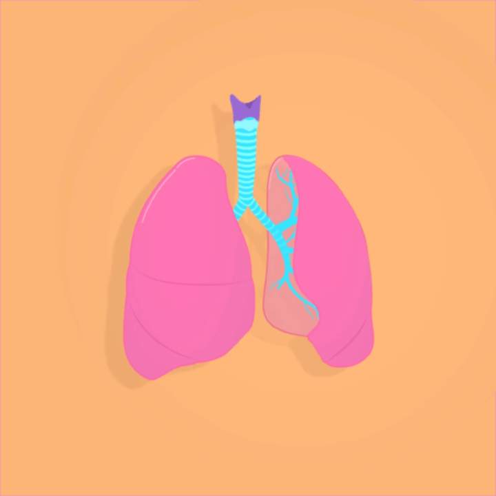 Sistema respiratorio, Parte 1: Curso intensivo