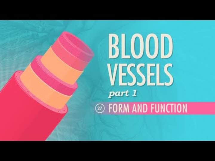 Vasos sanguíneos, parte 1 - Forma y función