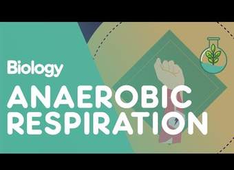 Respiración anaeróbica en los músculos.