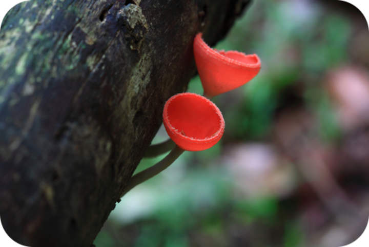 Enfermedades de hongos