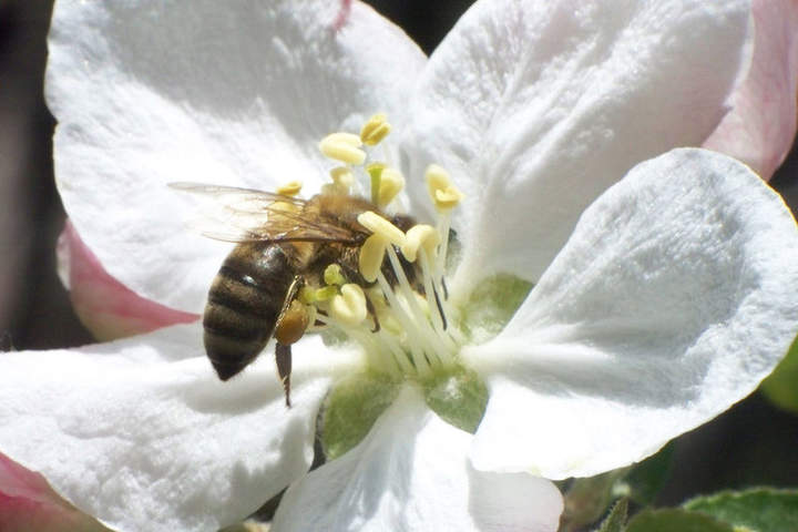 Reproducción de plantas y ciclo de vida