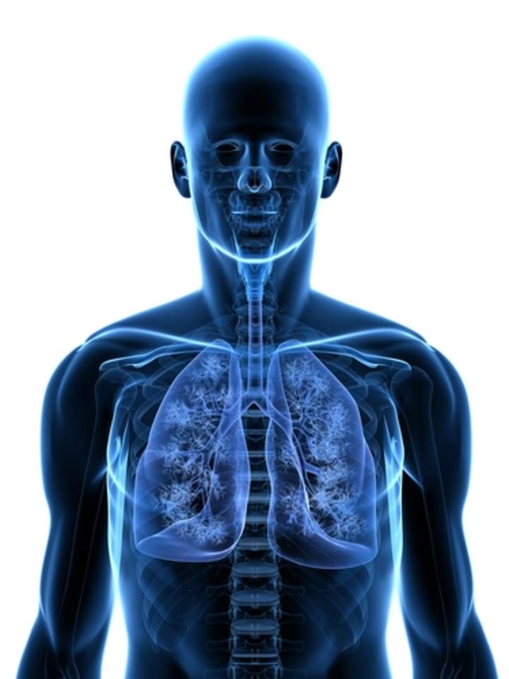 Sistema respiratorio