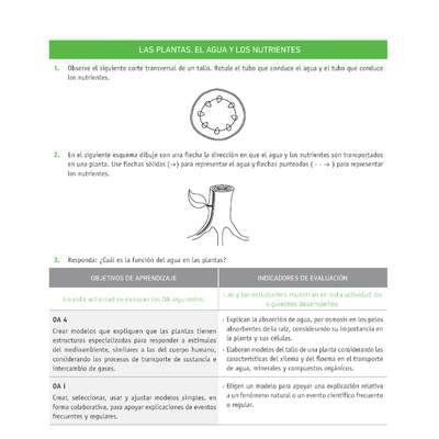 Evaluación Programas - CN08 OA04 - U2 - LAS PLANTAS, EL AGUA Y LOS NUTRIENTES