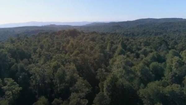 FacforenUACH. (10 may. 2019). Bosque Nativo: Manejo en Llancahue, sur de Chile