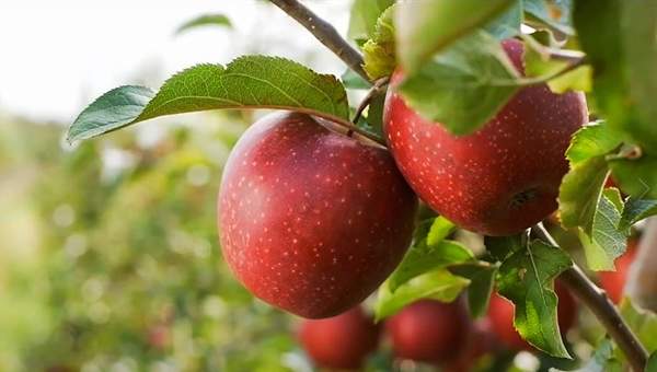 Video: Determinar madurez de la fruta