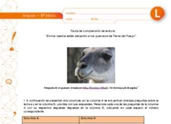 Comprensión de lectura: Zorros osados están atacando a los guanacos en Tierra del Fuego