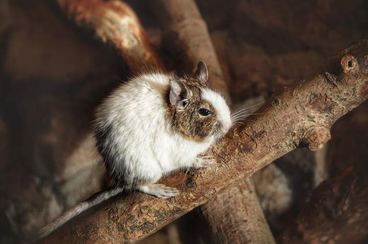 Degu - https://pixabay.com/