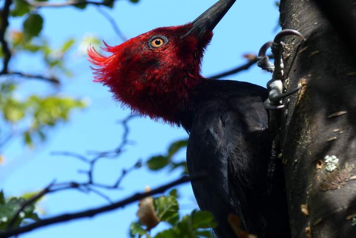 Pájaro carpintero - https://pixabay.com/