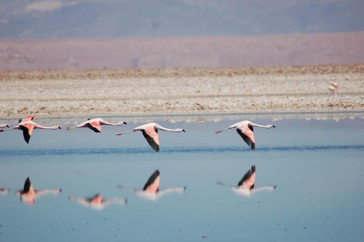 Flamencos  https://pixabay.com/