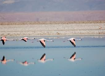 Flamencos  https://pixabay.com/