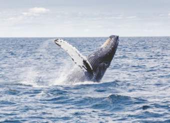 Ballena Jorobada - https://pixabay.com/