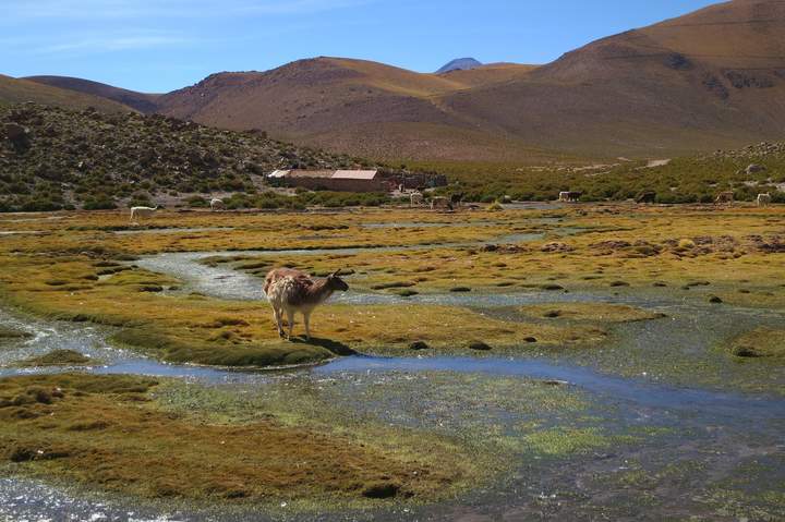 Llama bebiendo - https://pixabay.com/