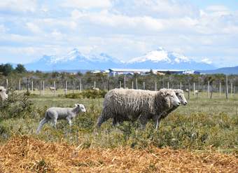 Ovejas en la Patagonia - https://pixabay.com/