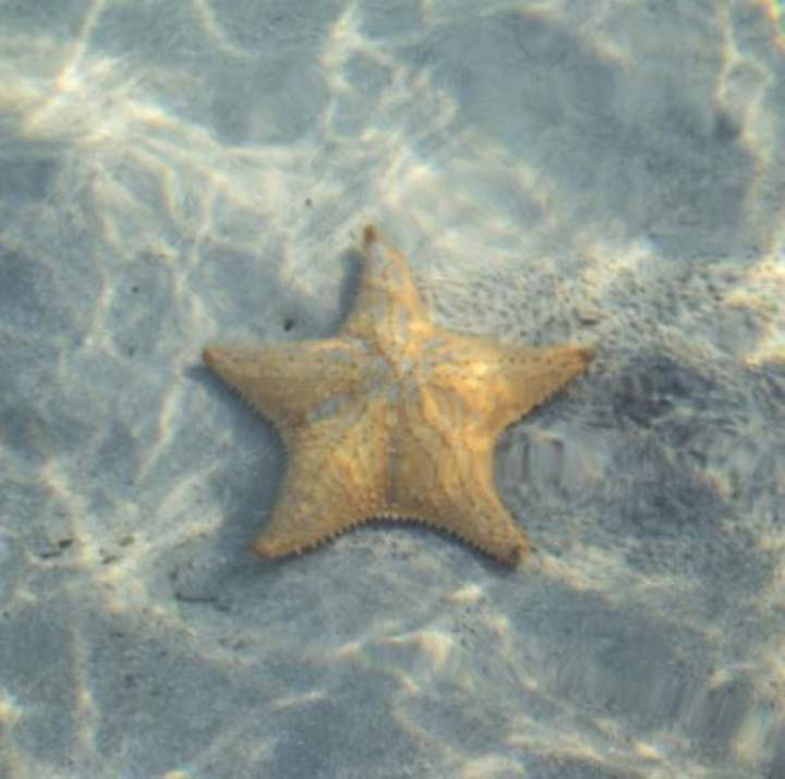 Estrella de mar