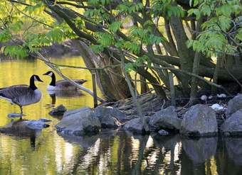 Aves en agua