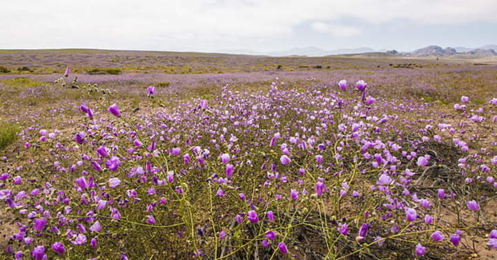 Desierto florido